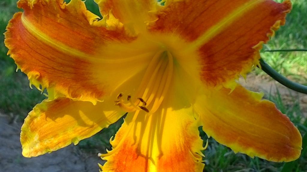 Hillsdale Lily Garden | Choose Iowa